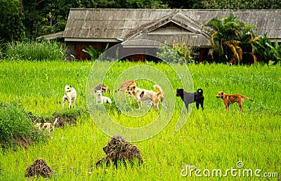 Group of dogs standing still in theâ€‹ greenâ€‹ riceâ€‹ fieldâ€‹s in evening Stock Photo